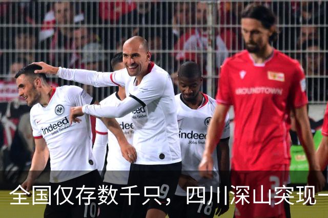 全国仅存数千只，四川深山突现一群林中巨兽，竟是国宝“六不像”