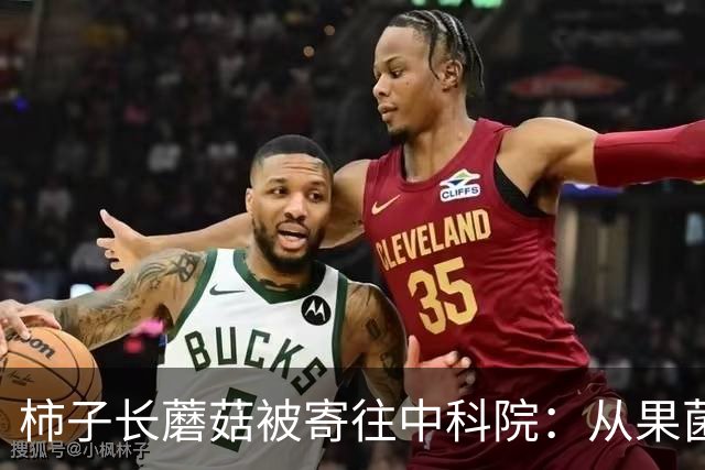 柿子长蘑菇被寄往中科院：从果菌王到好柿多蘑的全民科研